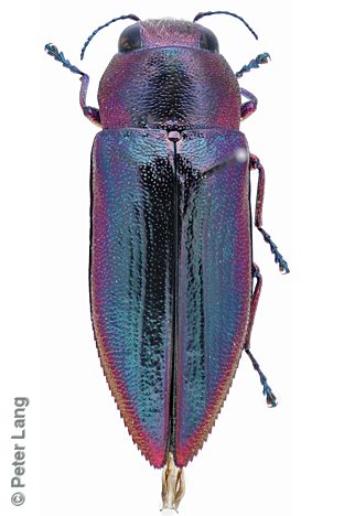 Melobasis obscurella, PL0722, female, NL, 10.3 × 3.7 mm